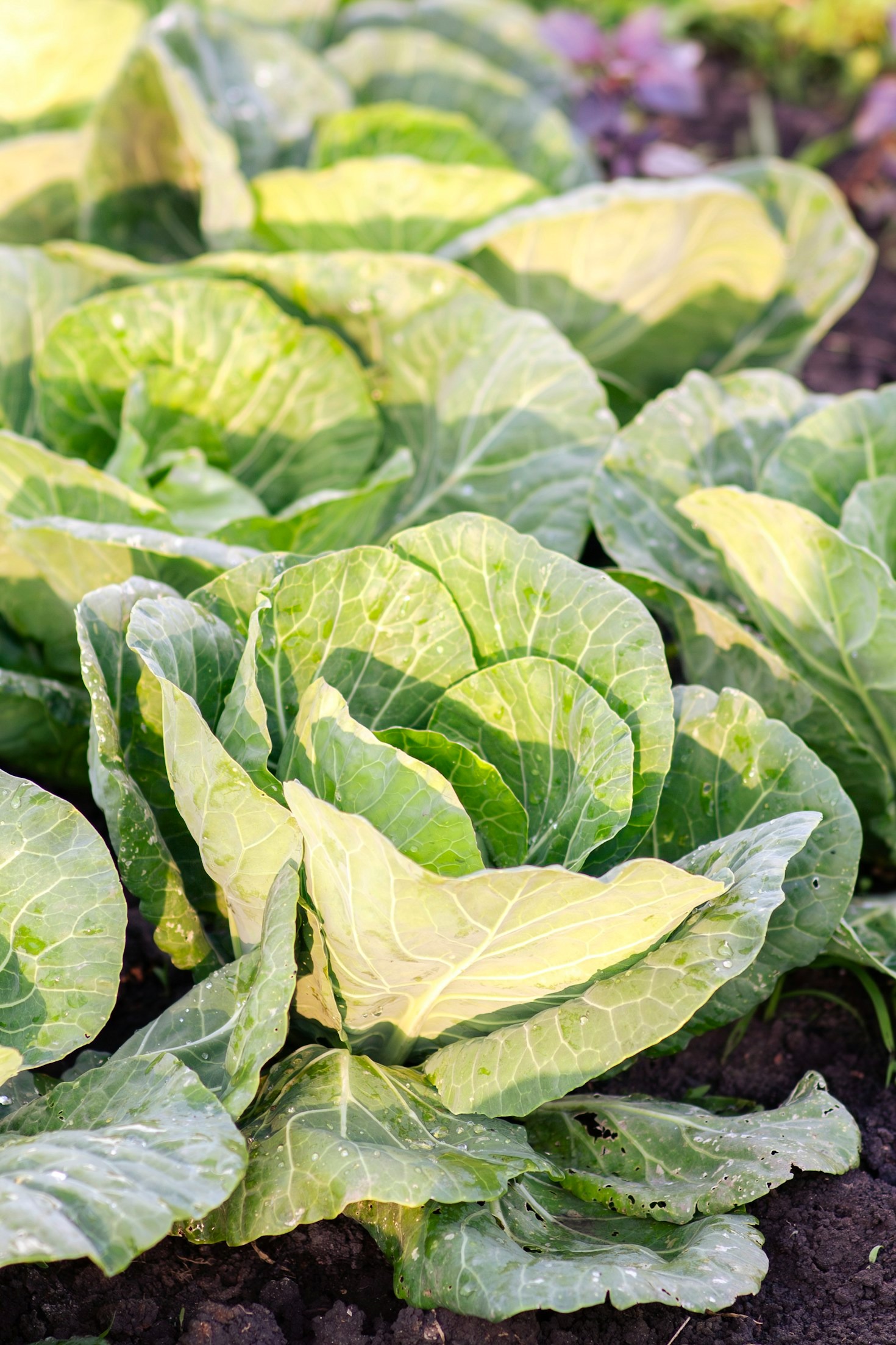 Insumos Naturais: Alternativas Ecológicas para o Solo